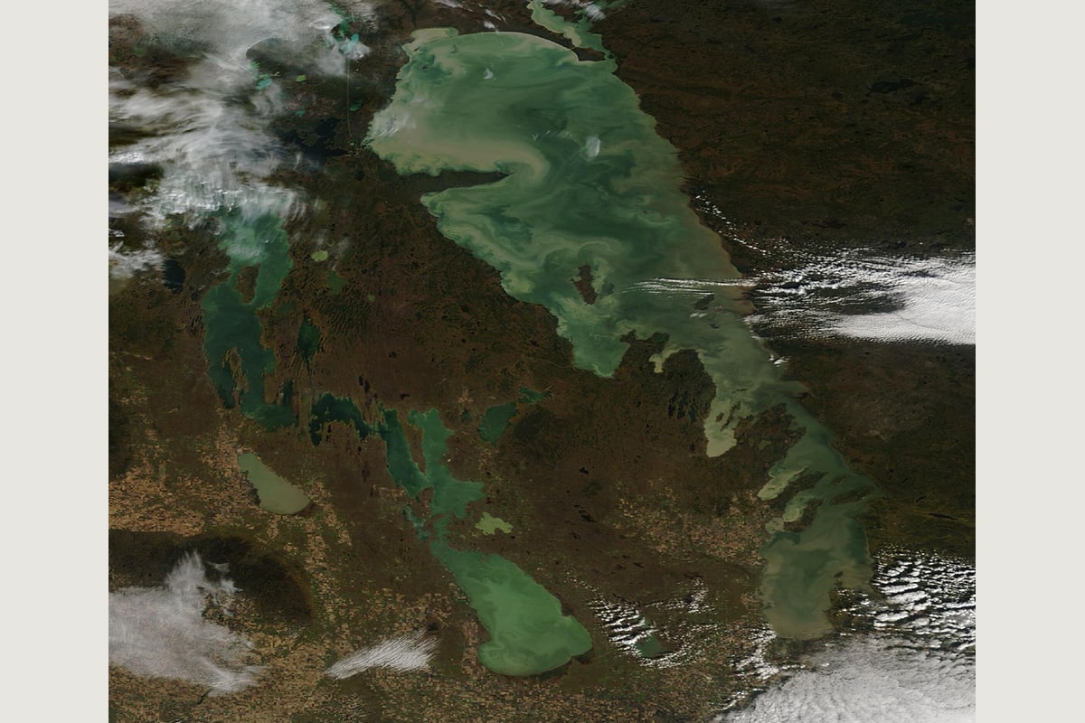 True-colour MODIS satellite view of green and tan swirls in Manitoba lakes on October 14, 2026
